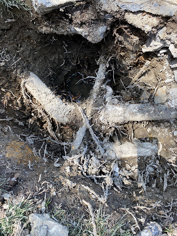 root damage – 003 root damage